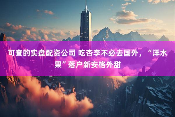 可查的实盘配资公司 吃杏李不必去国外，“洋水果”落户新安格外甜